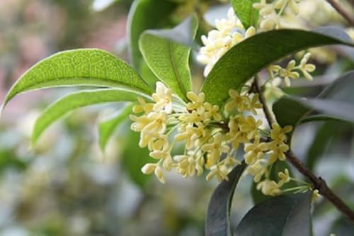Duftblüte Osmanthus fragans 5 Samen von exoticsamen.com PREMIUM QUALITY SEEDS