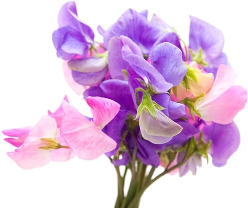 Duftwicke Lathyrus Odoratus Platterbse Sweet Pea 10 Samen von exoticsamen.com PREMIUM QUALITY SEEDS