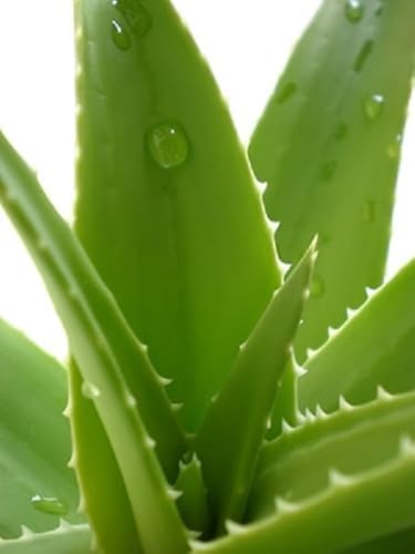 Echte Aloe Vera bardensis miller 100 Samen von exoticsamen.com PREMIUM QUALITY SEEDS