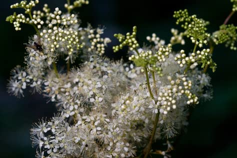 Echtes Mädesüß Filipendula ulmaria 100 Samen von exoticsamen.com PREMIUM QUALITY SEEDS