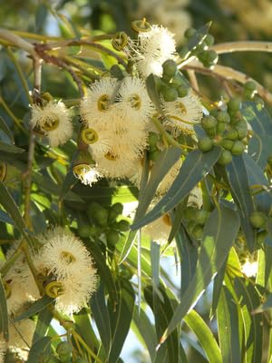 Eukalyptus Globolus gegen Mücken 20 Samen von exoticsamen.com PREMIUM QUALITY SEEDS