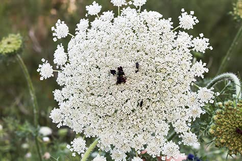 Exoticsamen Echte Engelwurz (Angelica archangelica) 50 Samen von exoticsamen.com PREMIUM QUALITY SEEDS