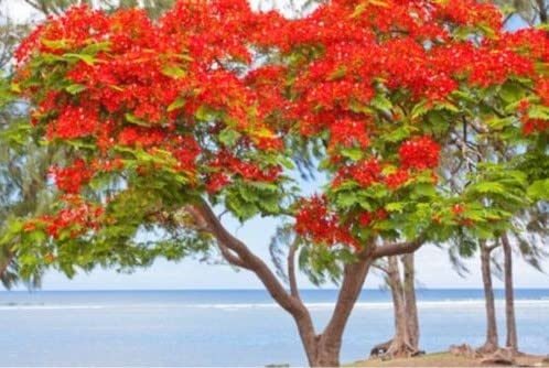 Flammenbaum Delonix regia 5 Samen von exoticsamen.com PREMIUM QUALITY SEEDS
