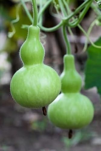 Flaschenkürbis Zierkürbis Kalebasse TOLLE HERBSTDEKO 10 Samen von exoticsamen.com PREMIUM QUALITY SEEDS