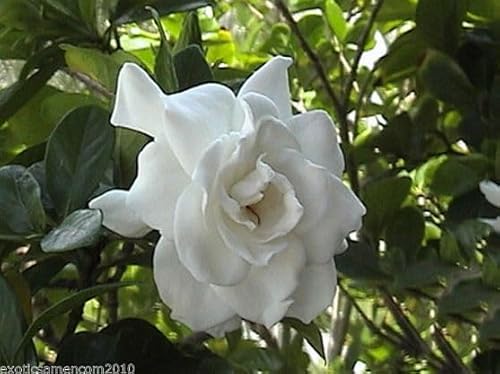 Elegante Gardenia jasminoides Gardenie Knopflochblume 10 Samen von exoticsamen.com PREMIUM QUALITY SEEDS