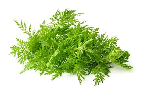 Großpackung Einjähriger Beifuß Artemisia annua Qing Hao ca. 50.000 Samen - Keimprobe auf Foto 2 Großpackung Einjähriger Beifuß Artemisia annua Qing Hao ca. 50.000 Samen - Keimprobe auf Foto 2 von exoticsamen.com PREMIUM QUALITY SEEDS