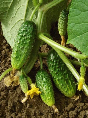 Gurke Einlegegurke "Snackgurke" "Piccolo verde di Parigi" 10 Samen - Cucumis sativus von exoticsamen.com PREMIUM QUALITY SEEDS