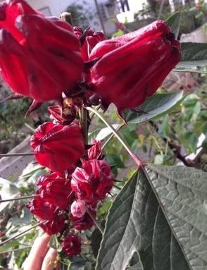 Hibiskus Sabdariffa Teehibiskus Roselle 10 Samen von exoticsamen.com PREMIUM QUALITY SEEDS