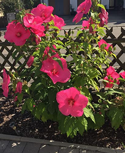 Hibiskus moscheutos Sumpfeibisch sensationelle Riesenblüten 5 Samen von exoticsamen.com PREMIUM QUALITY SEEDS