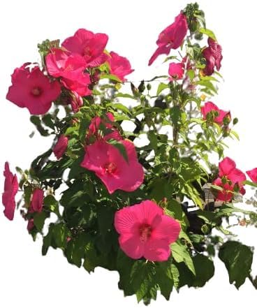 Hibiskus moscheutos enorm große Blüten der Blickfang 5 Samen von exoticsamen.com PREMIUM QUALITY SEEDS