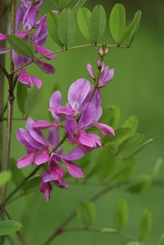 Indigostrauch Indigofera tinctoria Färbepflanze 10 Samen von exoticsamen.com PREMIUM QUALITY SEEDS
