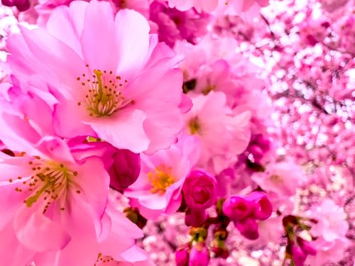 Japanische Zierkirsche Bonsai Prunus serrulata 10 Samen Bonsai geeignet von exoticsamen.com PREMIUM QUALITY SEEDS