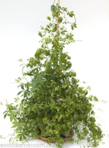 Jiaogulan Gynostemma pentaphyllum 20 Samen von exoticsamen.com PREMIUM QUALITY SEEDS