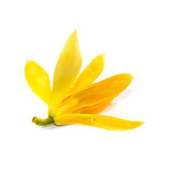 Joy Parfümbaum Magnolia Michelia champaca 10 Samen von exoticsamen.com PREMIUM QUALITY SEEDS