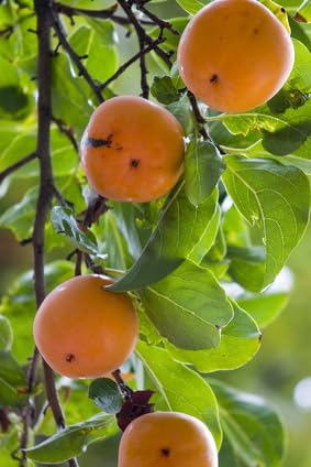 Kakipflaume Sharonfrucht frosthart 10 Samen von exoticsamen.com PREMIUM QUALITY SEEDS