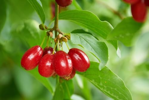Kornelkirsche Cornus mas Dirndlstrauch Herlitze 10 Samen von exoticsamen.com PREMIUM QUALITY SEEDS