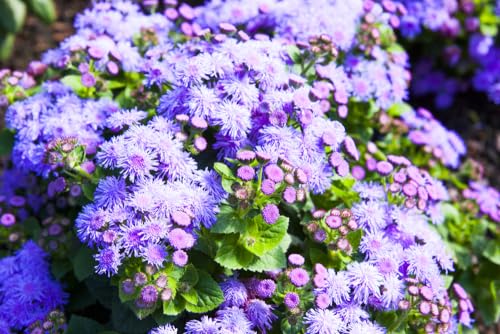 Leberbalsam - Ageratum houstonianum ca. 300 Samen von exoticsamen.com PREMIUM QUALITY SEEDS