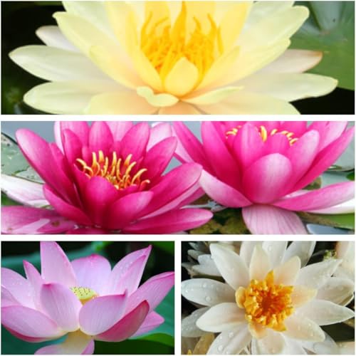 Lotus Samen Nelumbo Nucifera 10 Samen Farbmix Keimung innerhalb 7 Tagen lt. unserem Keimtest - Bitte exakt an die beigefügte Anleitung halten, dann klappt die Anzucht problemlos von exoticsamen.com PREMIUM QUALITY SEEDS