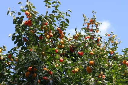 Lotuspflaume Diospyros lotus frosthart 5 Samen von exoticsamen.com PREMIUM QUALITY SEEDS