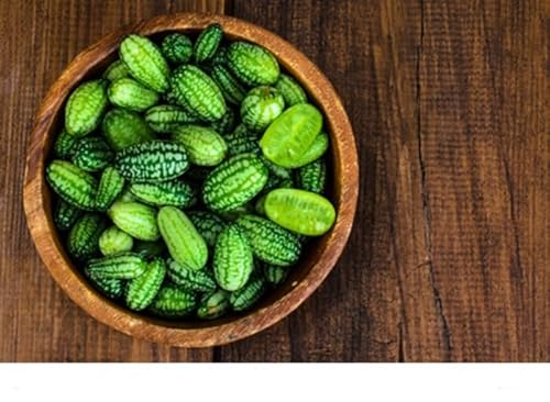 Mexikanische Minigurke Melothria scabra Cucamelon 10 Samen von exoticsamen.com PREMIUM QUALITY SEEDS