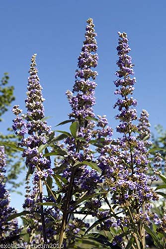Mönchspfeffer Vitex agnus castus 50 Samen von exoticsamen.com PREMIUM QUALITY SEEDS