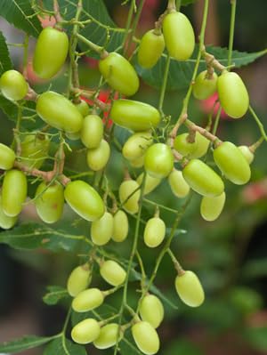 Niembaum Azadirachta indica 100 Samen von exoticsamen.com PREMIUM QUALITY SEEDS