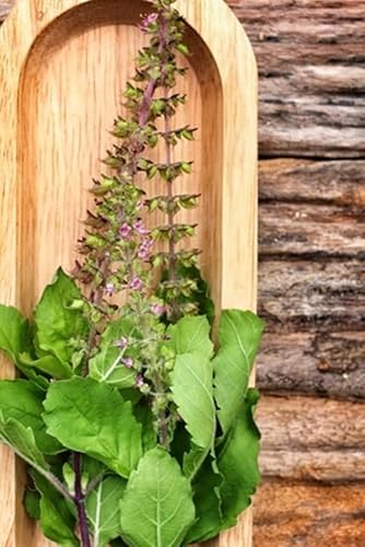 Ocimum sanctum Indisches Basilikum Königsbasilikum Tulsi 200 Samen Ocimum sanctum Indisches Basilikum Königsbasilikum Tulsi 200 Samen von exoticsamen.com PREMIUM QUALITY SEEDS