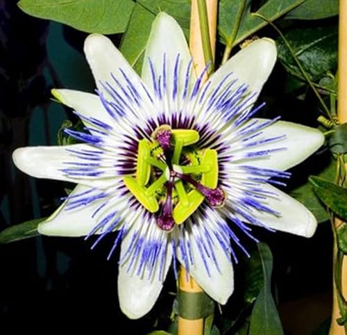 Passionsblume Passiflora edulis 10 Samen von exoticsamen.com PREMIUM QUALITY SEEDS