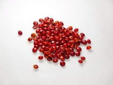 Perlenbaum Adenanthera pavonina Roter Sandelholzbaum 5 Samen von exoticsamen.com PREMIUM QUALITY SEEDS