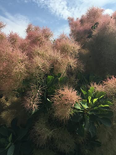 Perückenstrauch Cotinus Coggygria Smoketree 10 Samen von exoticsamen.com PREMIUM QUALITY SEEDS