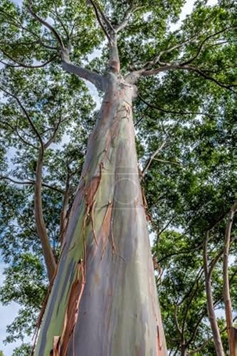Regenbogen Eukalyptus Eucalyptus deglupta 50 Samen unglaubliche Farbenpracht von exoticsamen.com PREMIUM QUALITY SEEDS