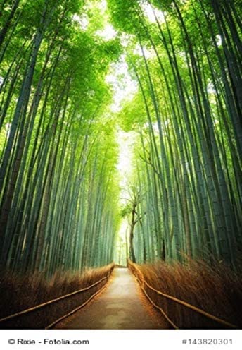 Riesenbambus Phyllostachis moso 10 Samen von exoticsamen.com PREMIUM QUALITY SEEDS