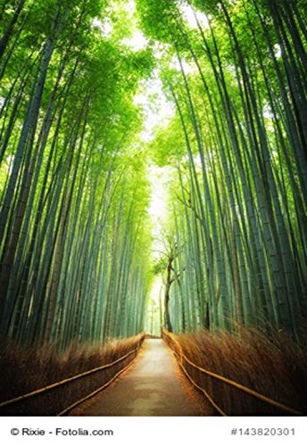 Riesenbambus Phyllostachis moso 100 Samen von exoticsamen.com PREMIUM QUALITY SEEDS
