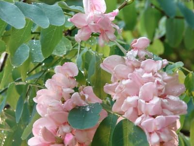 Rosenakazie Robinia fertilis 5 Samen von exoticsamen.com PREMIUM QUALITY SEEDS