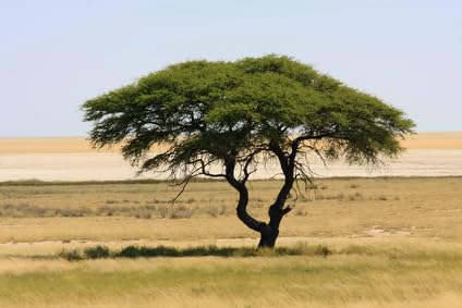Schirmakazie Acacia tortilis 10 Samen von exoticsamen.com PREMIUM QUALITY SEEDS