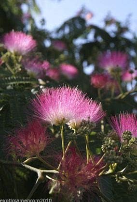 Schlafbaum Seidenakazie Albizia Julibrissin 10 Samen von exoticsamen.com PREMIUM QUALITY SEEDS