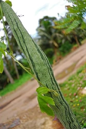 Schlangenhaargurke Snake Gourd Trichosanthes cucumerina Rarität 5 Samen von exoticsamen.com PREMIUM QUALITY SEEDS