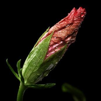 Schokoladen Hibiskus Abroma Augusta 10 von exoticsamen.com PREMIUM QUALITY SEEDS
