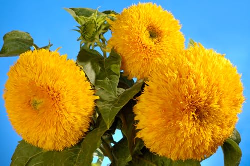 Sonnenblume gefüllt für Kübel oder Topf ca. 40-60 cm Höhe 10 Samen von exoticsamen.com PREMIUM QUALITY SEEDS