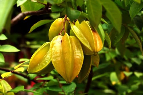 Sternfrucht Carambola 5 Samen Sternfrucht Carambola 5 Samen von exoticsamen.com PREMIUM QUALITY SEEDS