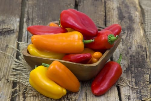 Süßer Spitzpaprika Paprikasamen Früchte bis 120 Gramm 10 Samen von exoticsamen.com PREMIUM QUALITY SEEDS