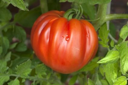 Tomate Ochsenherz - Coeur de Boef - Cuore di bue 10 Samen von exoticsamen.com PREMIUM QUALITY SEEDS