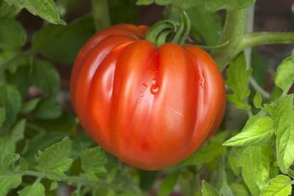 Tomate Ochsenherz - Coeur de Boef - leckere Fleischtomate 10 Samen von exoticsamen.com PREMIUM QUALITY SEEDS