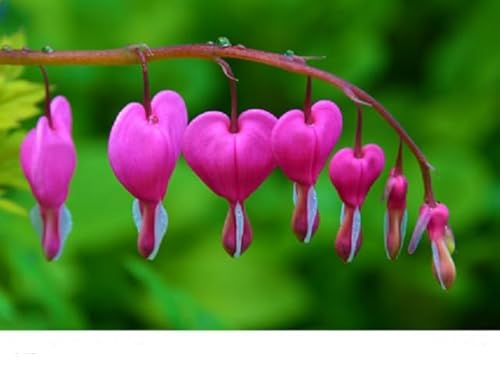 Tränendes Herz pink Dicentra spectabilis 10 Samen von exoticsamen.com PREMIUM QUALITY SEEDS