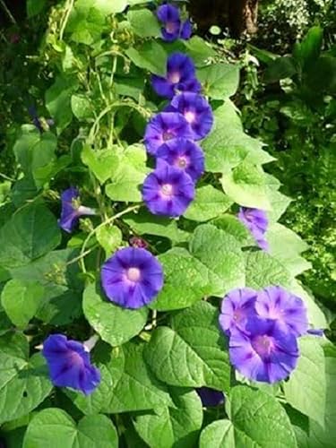 Trichterwinde Ipomea blau 10 Samen von exoticsamen.com PREMIUM QUALITY SEEDS