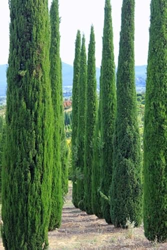 Urlaubsfeeling Mittelmeer Zypresse Cupressus sempervirens Säulenzypresse 100 Samen Bonsai geeignet Urlaubsfeeling Mittelmeer Zypresse Cupressus sempervirens Säulenzypresse 100 Samen Bonsai geeignet von exoticsamen.com PREMIUM QUALITY SEEDS