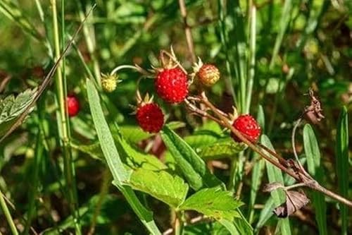 Walderdbeere Fragaria Vesca 50 Samen von exoticsamen.com PREMIUM QUALITY SEEDS