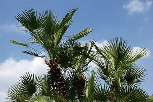 Washington Palme frosthart 10 Samen von exoticsamen.com PREMIUM QUALITY SEEDS