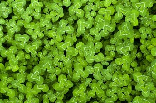 Weissklee Trifolium repens 30.000 Samen von exoticsamen.com PREMIUM QUALITY SEEDS