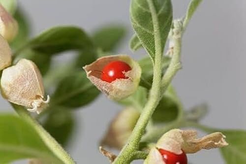 Withania somnifera Schlafbeere Ashwagandha Indischer Ginseng Winterkirsche 20 Samen von exoticsamen.com PREMIUM QUALITY SEEDS